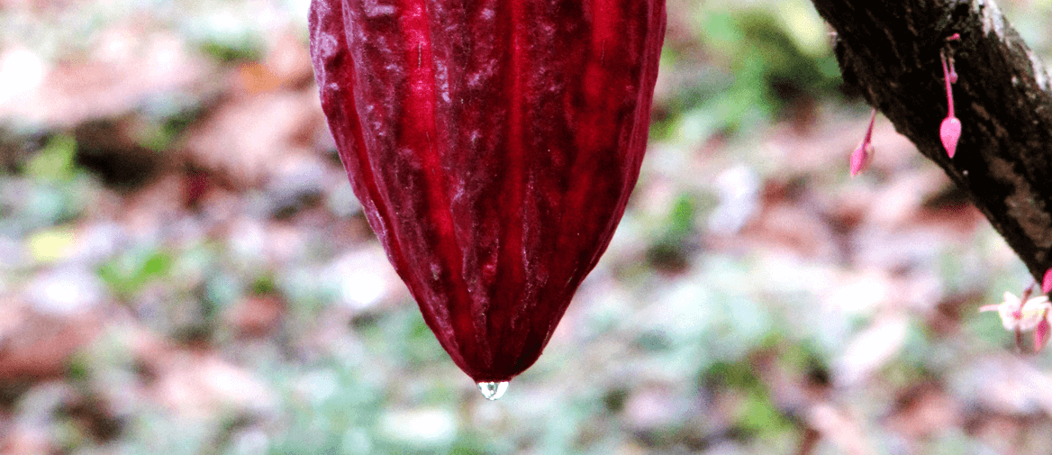 Cacao in de vrucht aan de boom
